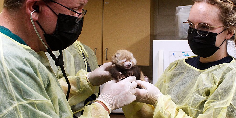 Chattanooga Zoo Celebrates Birth Of First Red Panda Cub In Eight Years